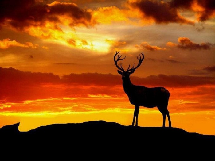 Deer silhouette against a vibrant sunset