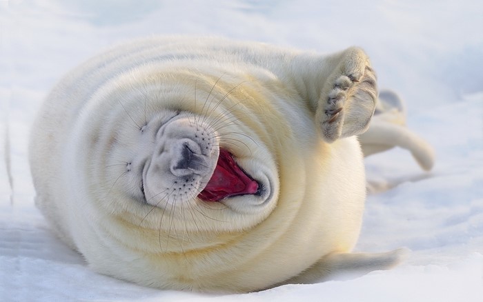 Baby Harp Seal Yawning on Snow