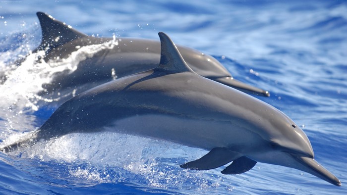 Two dolphins swimming in blue water