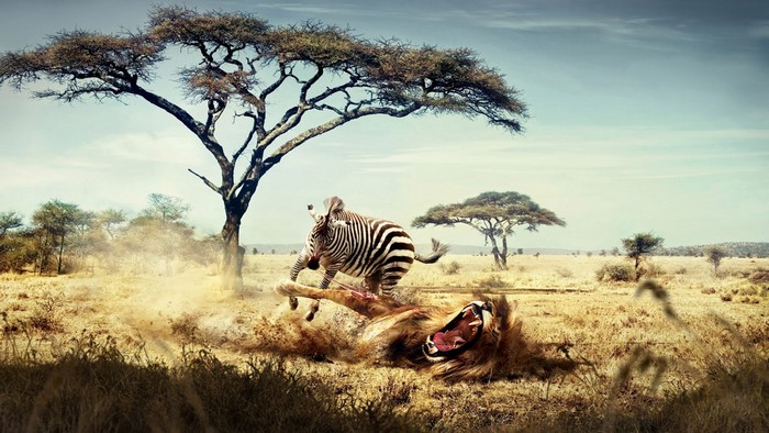 Lion Attacking Zebra in African Savannah