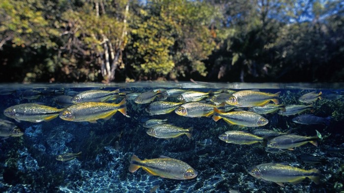 School of fish swimming in a clear river