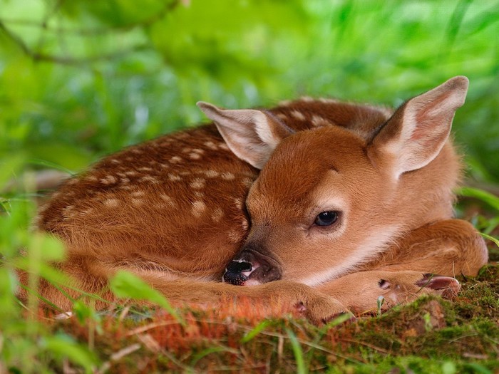 Baby deer fawn resting in grass