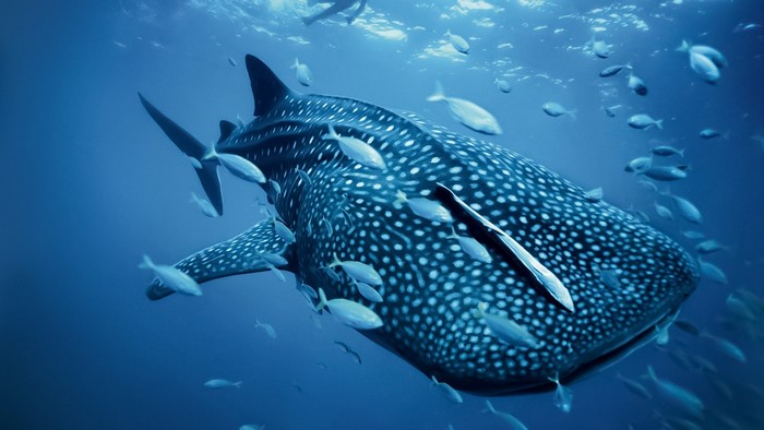 Whale shark swimming with fish