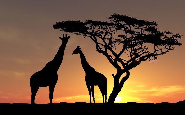 Silhouettes of giraffes and an acacia tree at sunset