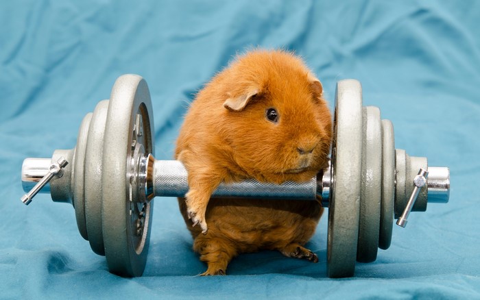 Guinea pig lifting a dumbbell