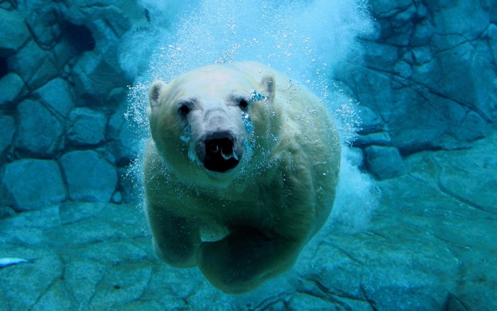 Polar bear swimming underwater