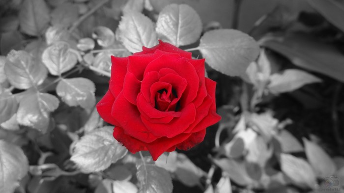 Red rose with selective coloring