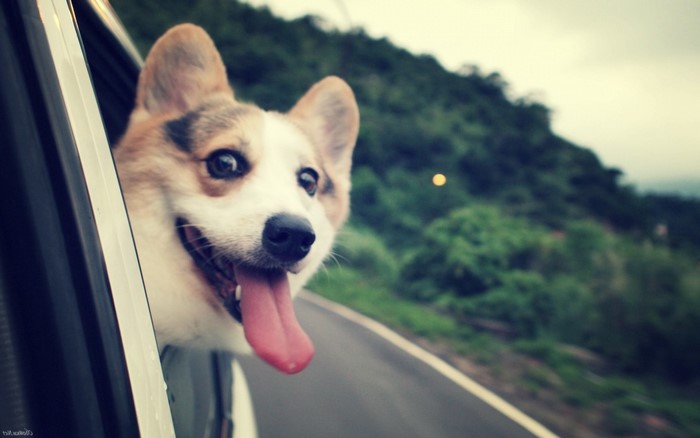 Corgi dog sticking its head out of a car window