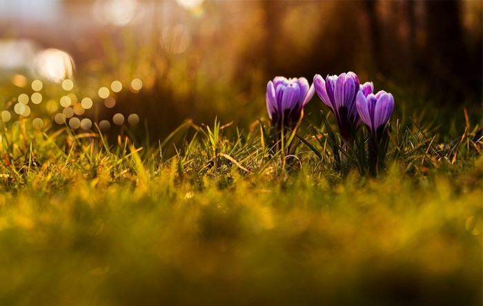 Purple crocuses in a grassy field with bokeh