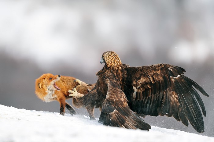 Golden Eagle fighting a Red Fox in the snow