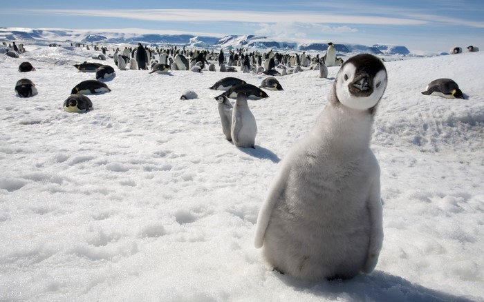 Emperor Penguin Chicks in Snowy Antarctic Landscape