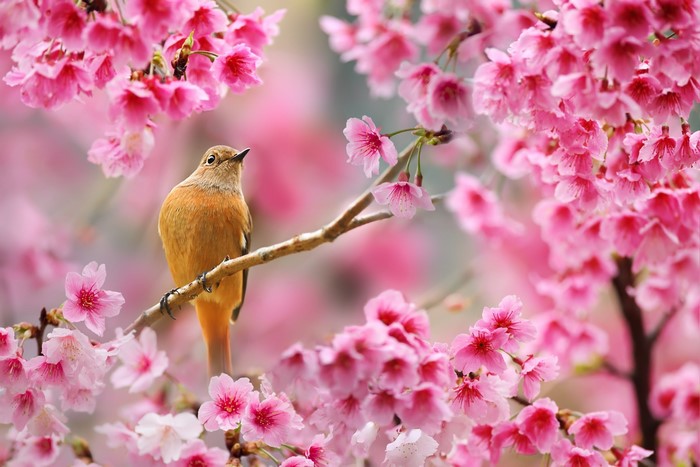 Bird perched on a branch with cherry blossoms