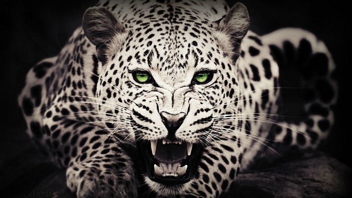 Close-up of a leopard with green eyes