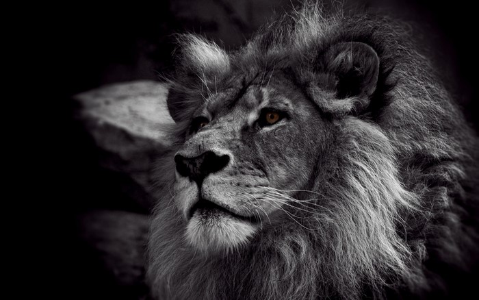 Monochrome portrait of a lion