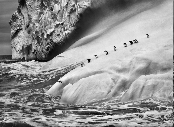 Penguins on an iceberg in Antarctica