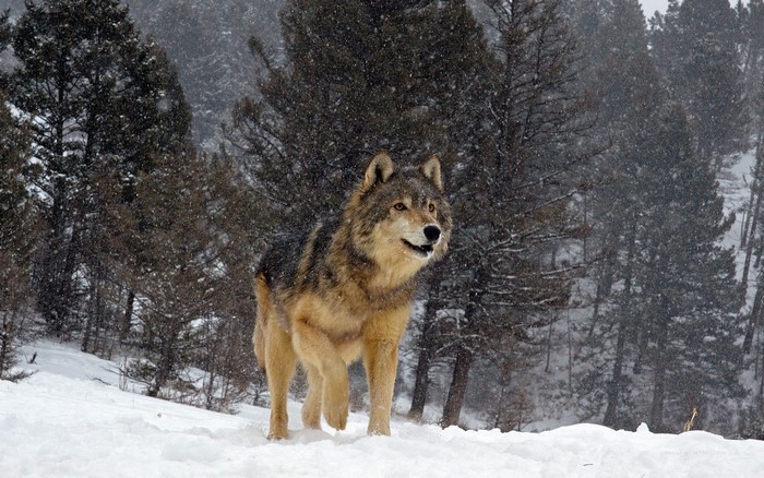 Wolf standing in a snowy forest during snowfall