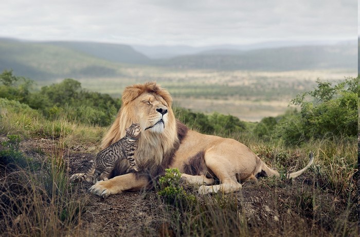Lion and kitten in a grassy landscape