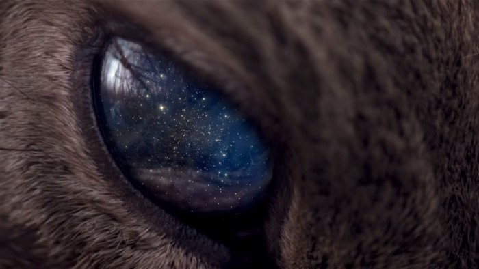 Close-up of a cat's eye reflecting the universe