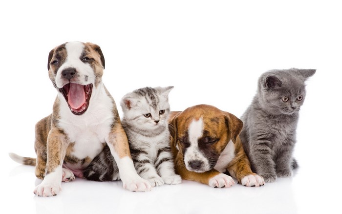 Two puppies and two kittens on a white background