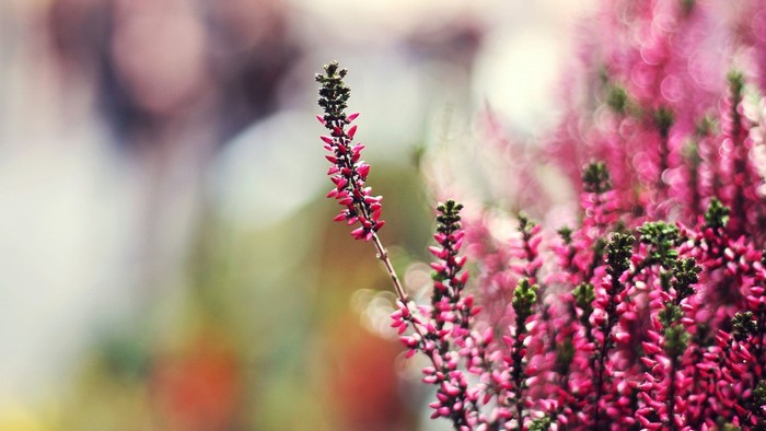Pink heather flowers with bokeh background
