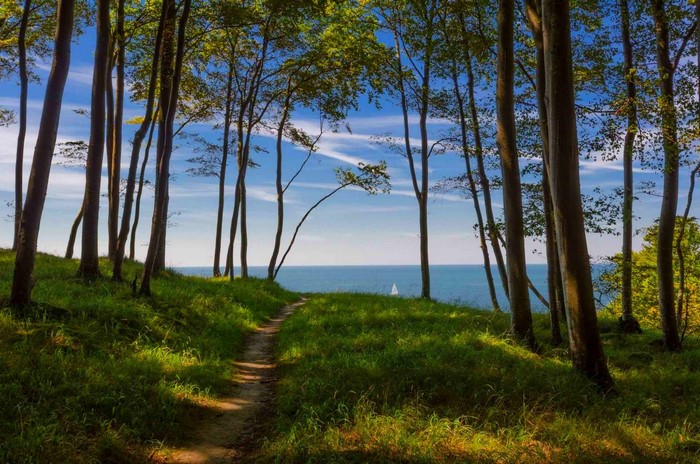 Forest path leading to the sea in Germany