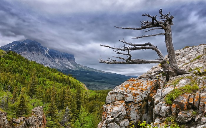 Dead tree on a rocky cliff overlooking mountains and forest