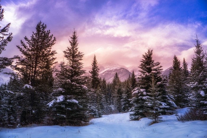 Winter forest with snow-covered pine trees and mountains