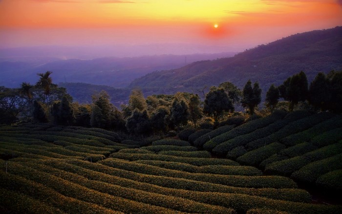 Tea plantation at sunset in Taiwan