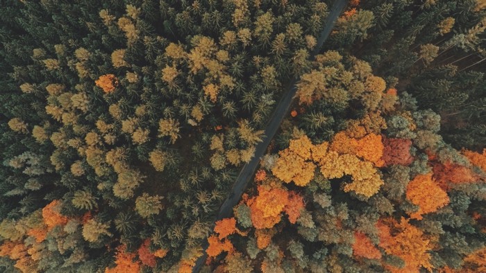 Aerial view of a forest road in autumn
