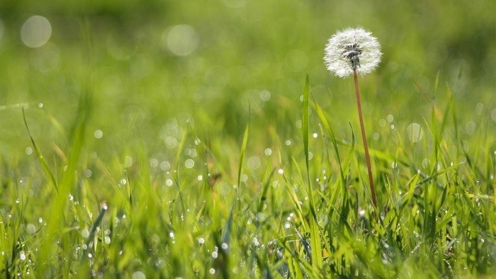 Dandelion in green grass with bokeh