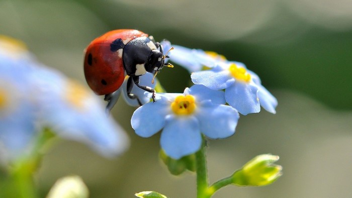 Ladybug on blue forget-me-not flowers