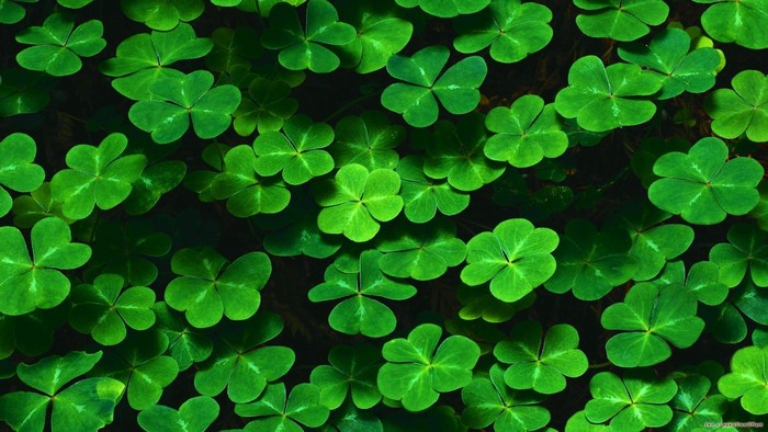 Green shamrock clover pattern