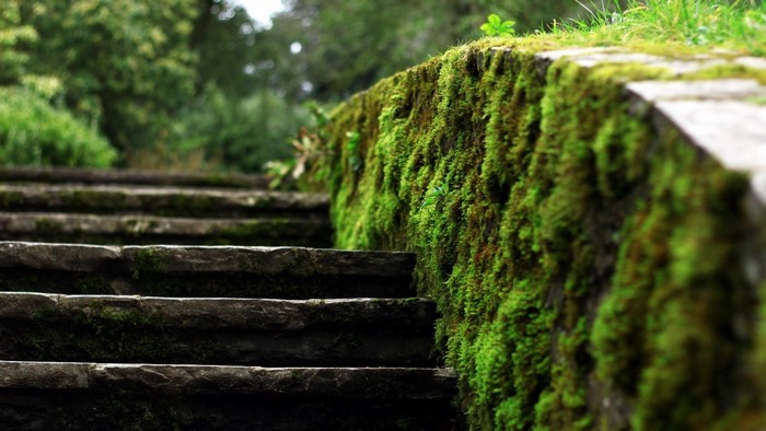 Stone stairs covered in moss with trees in the background