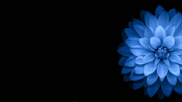 Blue Dahlia Flower on Black Background