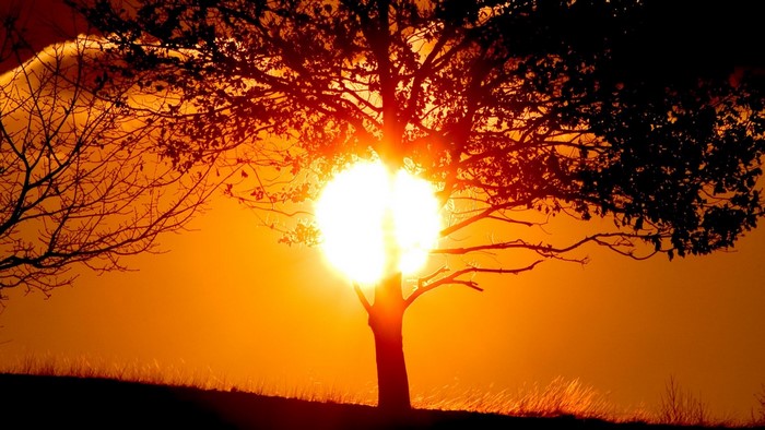 Sunlight shining through trees at golden hour