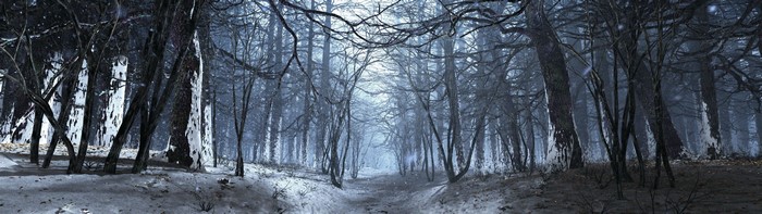 Snowy forest path with bare trees