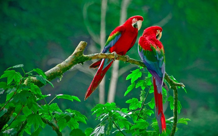 Two colorful macaws perched on a branch