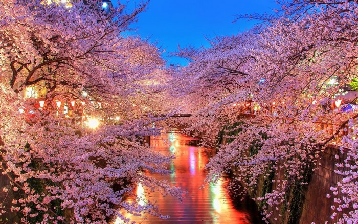 Cherry blossoms over a river at night with lanterns