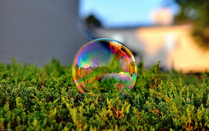 Bubble reflecting nature on green bushes