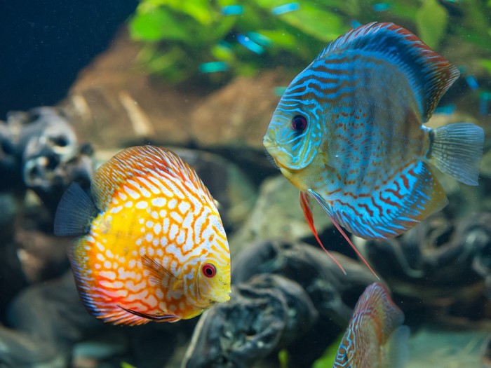 Two Discus fish in an aquarium