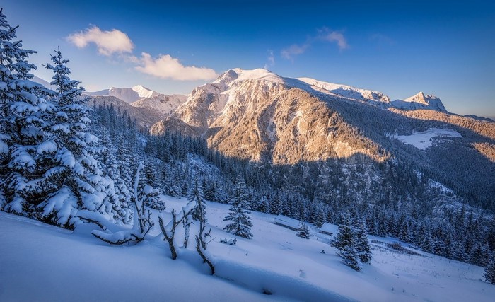 Snowy mountain landscape with pine forest and clear sky