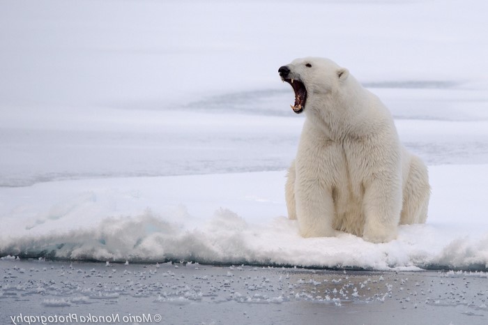 Polar bear yawning on ice floe