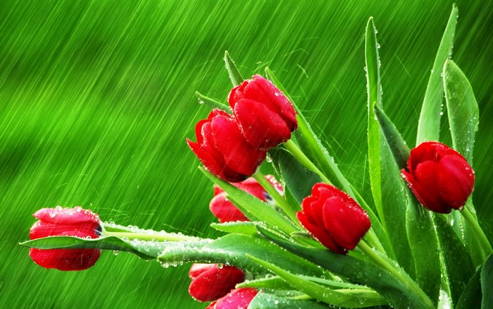 Red tulips in the rain with water droplets