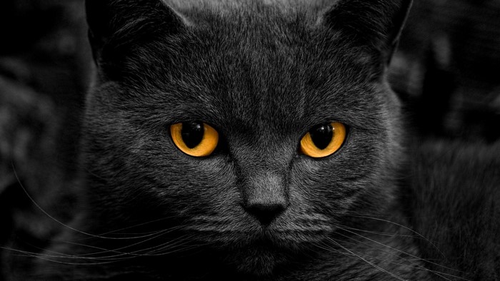 Close-Up of a Cat with Intense Orange Eyes