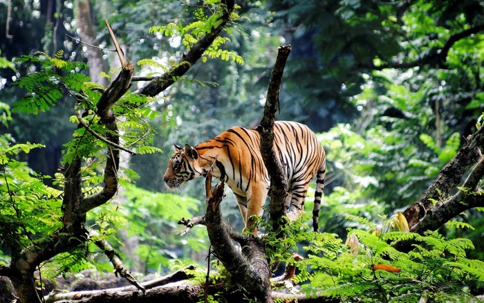 Tiger standing on a tree branch in a forest