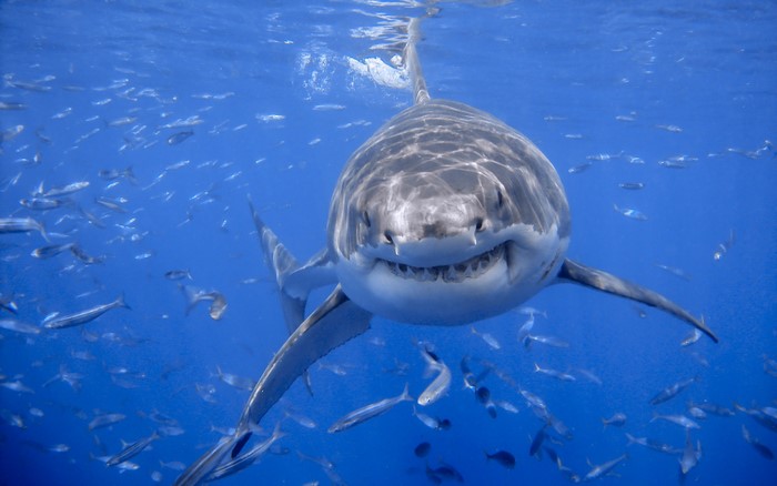 Great White Shark swimming with fish