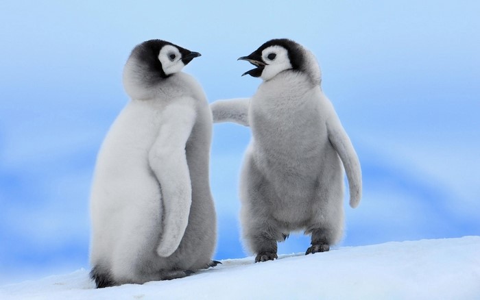 Two baby penguins on snow with blue background
