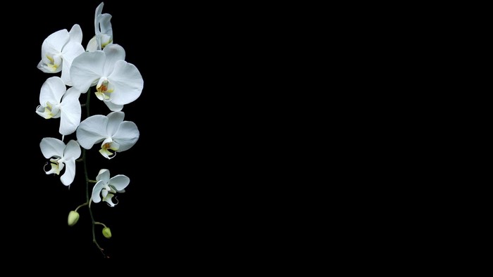 White orchids on a black background