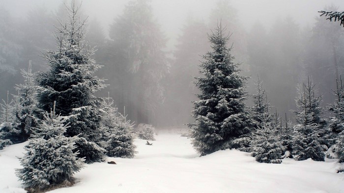 Snowy forest with fir trees in fog