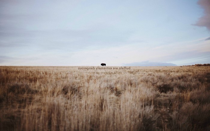 Buffalo in a field with misattributed quote